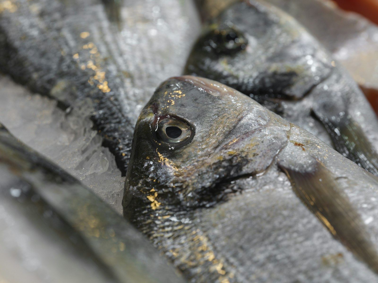 Pescado fresco sobre hielo picado