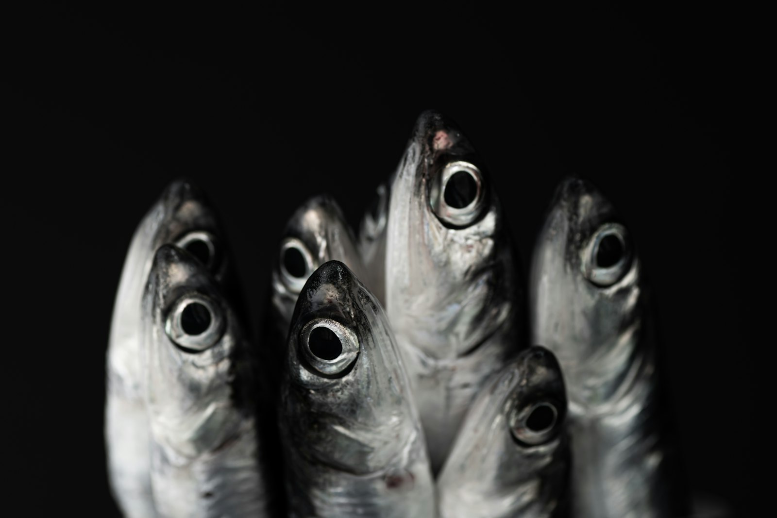Primer plano de pescado fresco