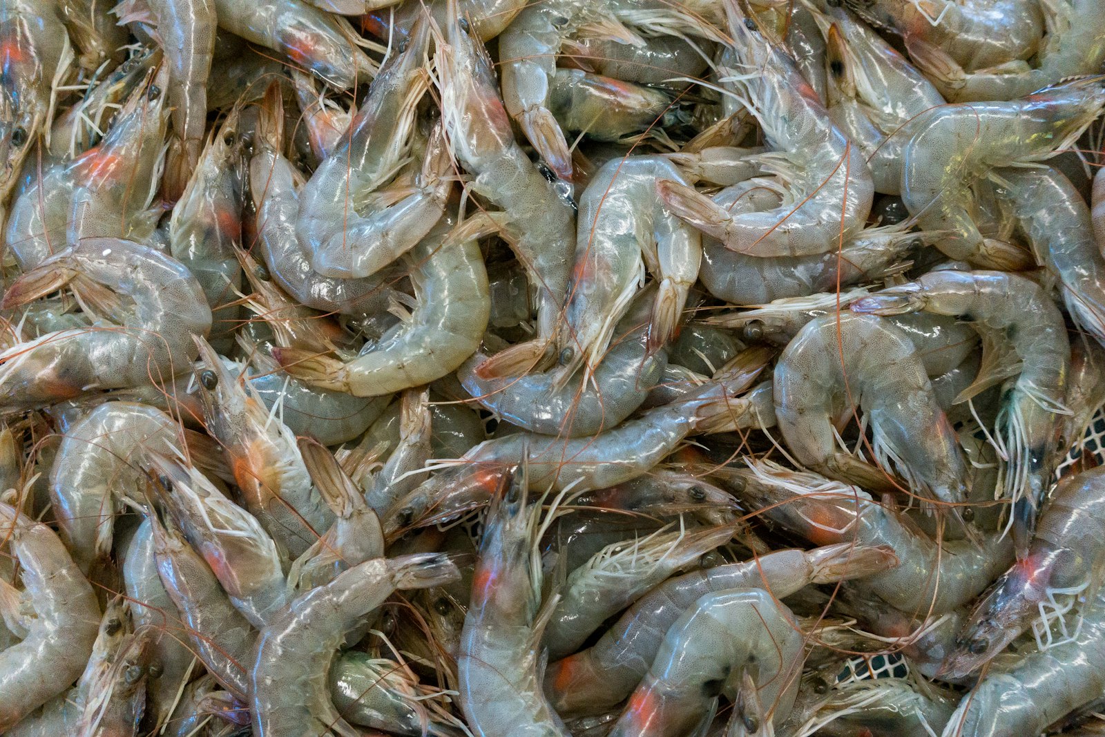 Camarón crudo fresco