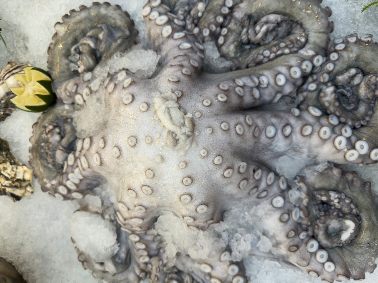 Pulpo crudo fresco